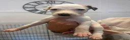 Lurcher dogs for sale: Lurcher pups  in Sheffield - Advert 6