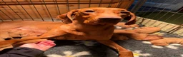 Hungarian Vizsla dogs for sale: Beautiful KC Registered Hungarian Vizsla puppies  in Blackburn - Advert 31