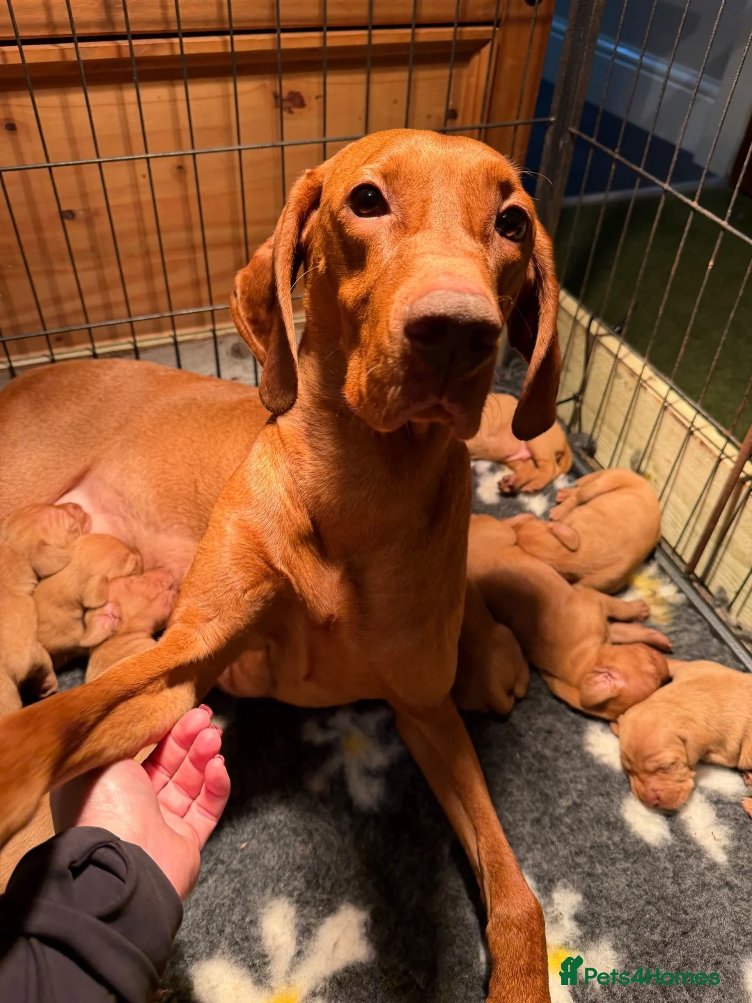 Hungarian Vizsla dogs for sale: Beautiful KC Registered Hungarian Vizsla puppies  in Blackburn - Advert 31