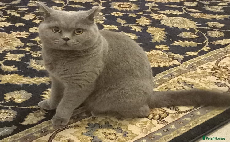 British Shorthair cats - Advert 7