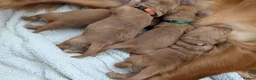 Golden Retriever dogs for sale: Dark golden retriever puppies. Repeat mating  - Advert 8