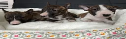 Miniature Bull terrier dogs for sale: Miniature bull terrier puppies  - Advert 5