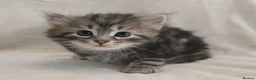 Siberian cats for sale: Pure Siberian kittens  - Advert 7