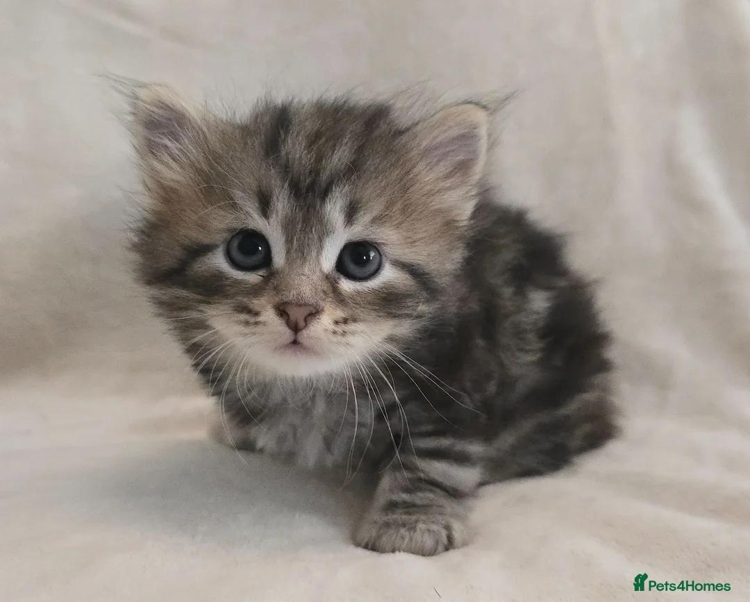 Siberian cats for sale: Pure Siberian kittens  - Advert 7