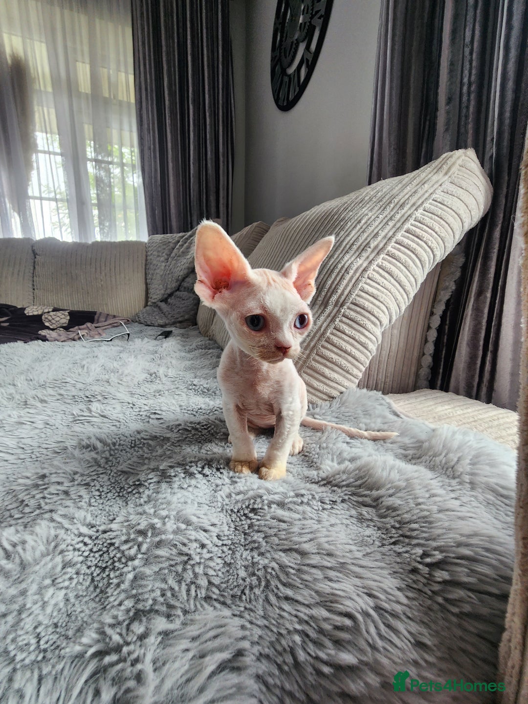 Devon Rex cats for sale: 2 Devon Rex kittens for sale!🐯🐯 - Image 6