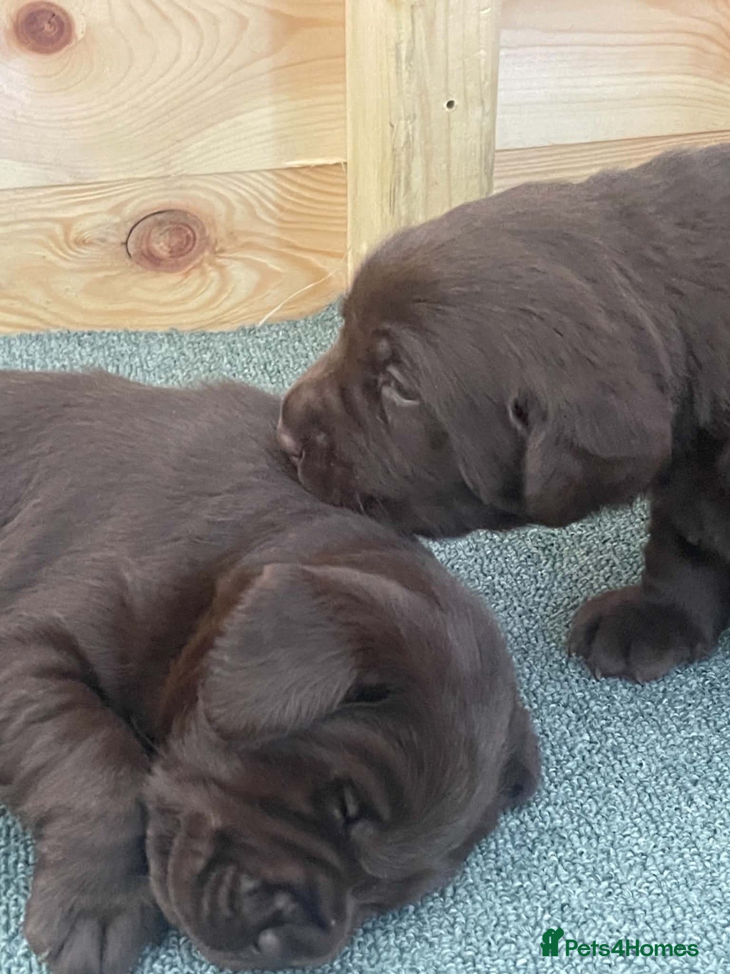 Labrador Retriever dogs 2 dark chocolate girls  - Advert 8