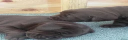 Labrador Retriever dogs for sale: 2 dark chocolate girls  - Advert 1