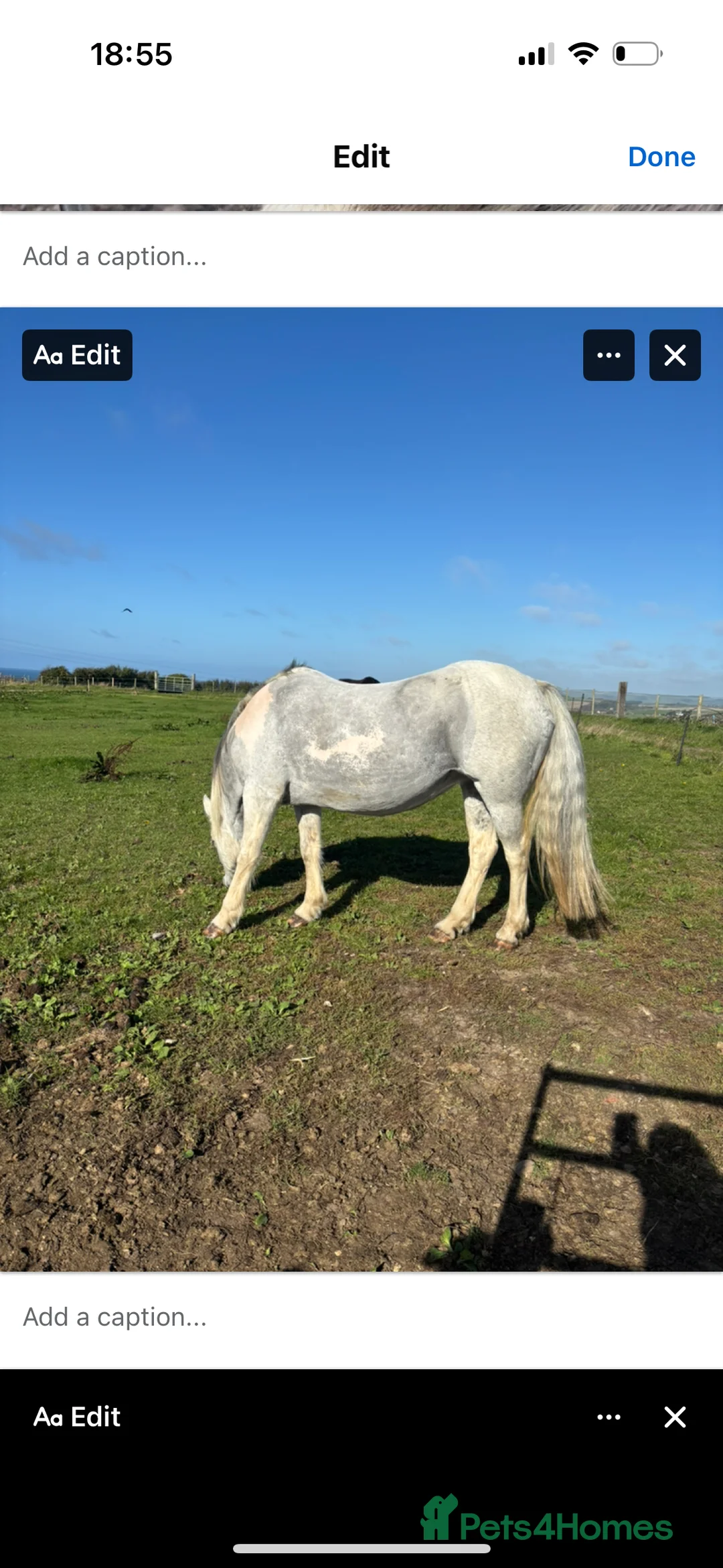 Other Breed horses for sale: Cob cross Arab  - Advert 4