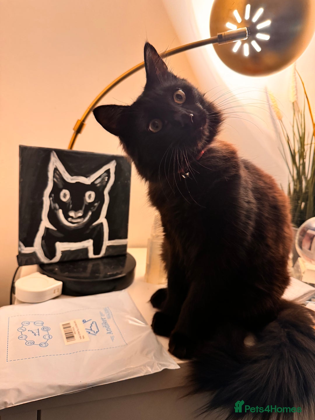 Mixed Breed cats for sale: 7 month old brother & sister looking for new home - Advert 6