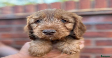 Cockapoo dogs - Advert 12