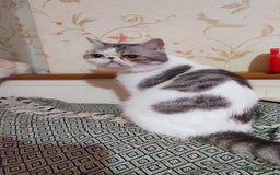 Exotic cats for sale: Two exotic shorthair boys  - Image 16