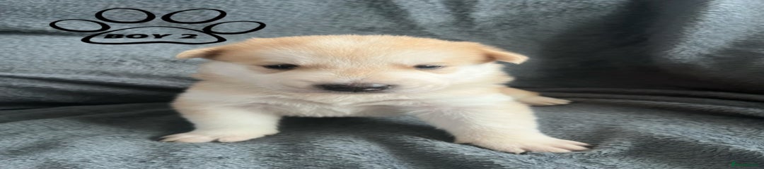 Boy 2