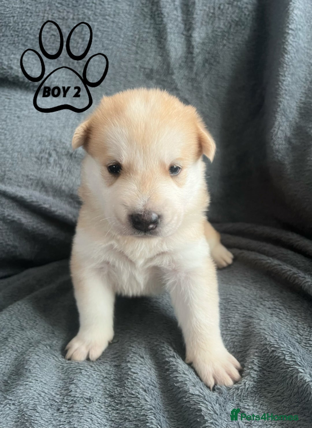 Mixed Breed dogs for sale: Beautiful German Shepherd × ChowXmalamute Puppies - Image 6
