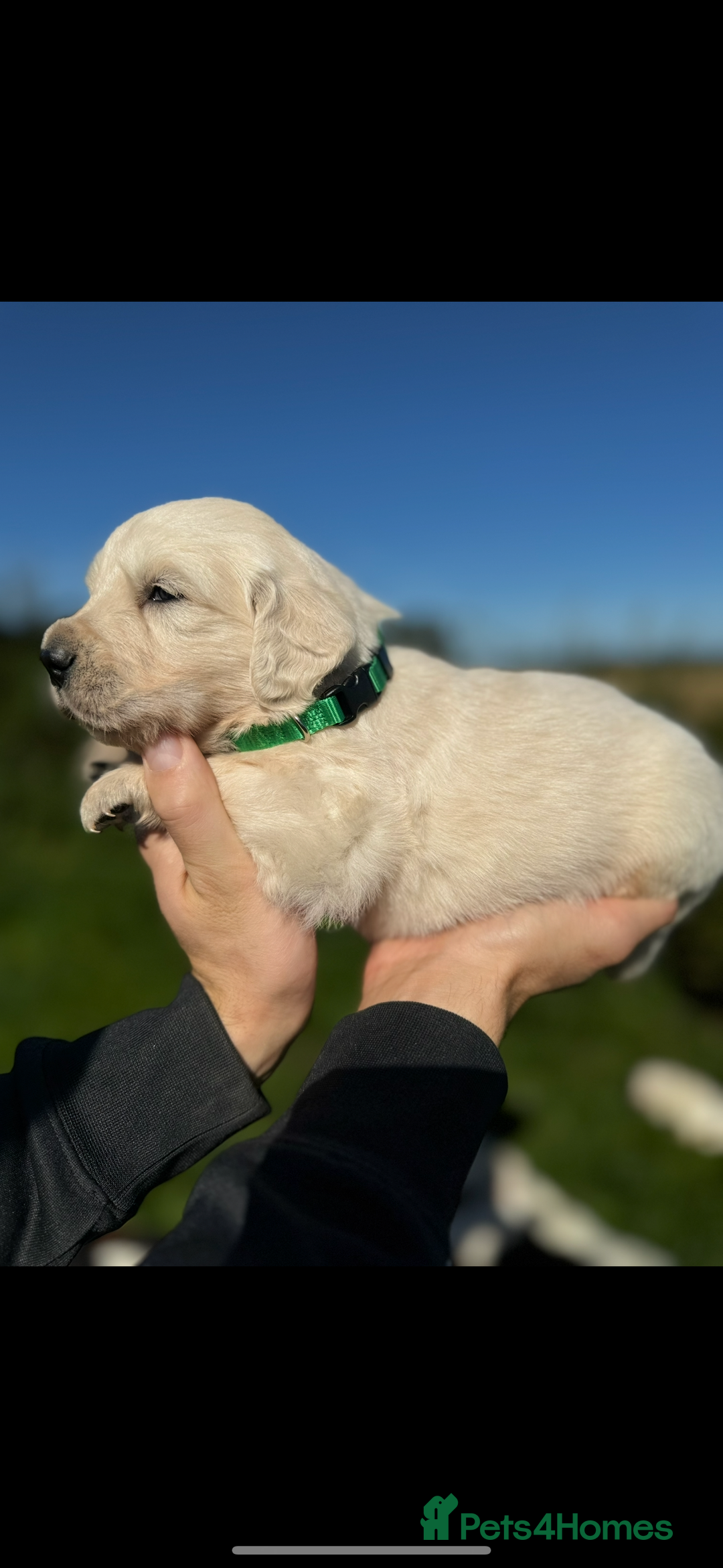 Golden Retriever dogs for sale: ⭐️ health tested kc reg puppies ⭐️ - Advert 7