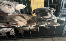French Bulldog dogs for sale: ** carrying fluffy French bulldog - Image 4