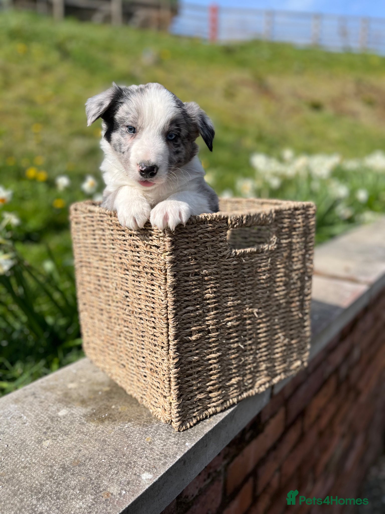 Border Collie dogs Beautiful Blue Merle Border Collie Puppies  - Advert 2