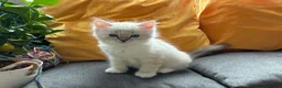 Ragdoll cats for sale: Luxury Blue Point Mitted Ragdoll Kittens - Advert 31