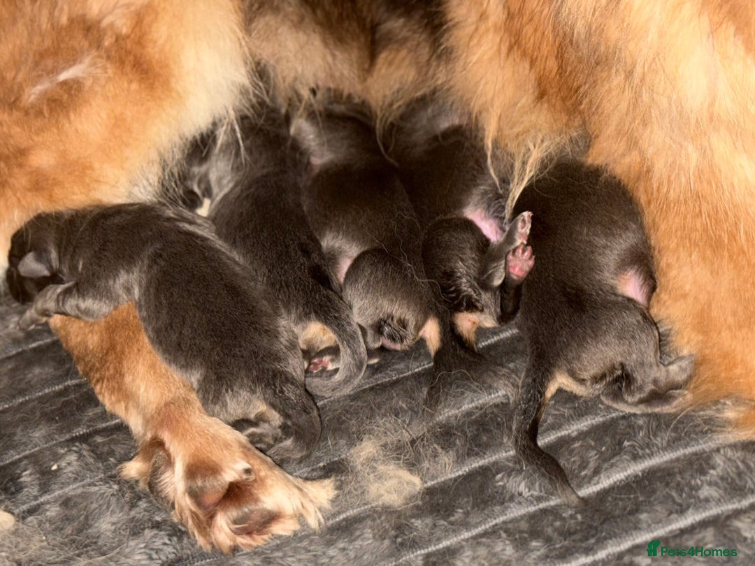 German Longhaired Pointer dogs for sale: Blue long hair German Shepard - Advert 3