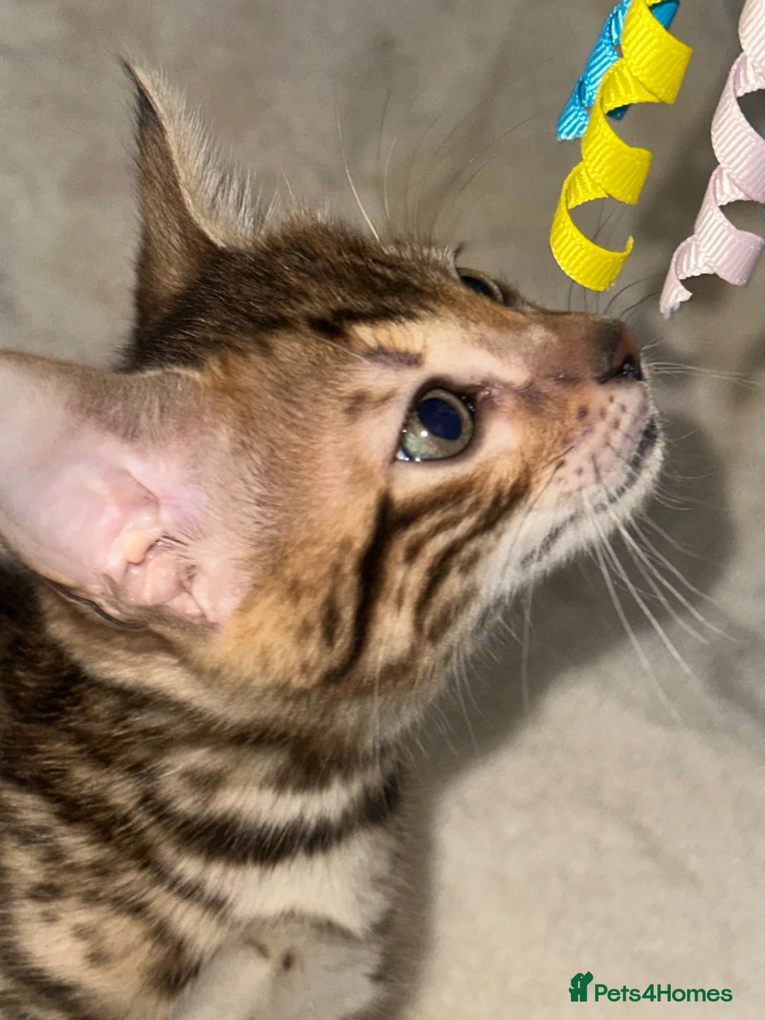 Bengal cats for sale: Bengal kittens - Advert 1