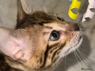 Bengal cats Bengal kittens - Advert 8