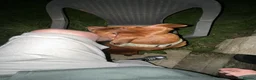 Staffordshire Bull Terrier dogs for sale: 2 1/2 year old male Staff in Witney - Advert 26