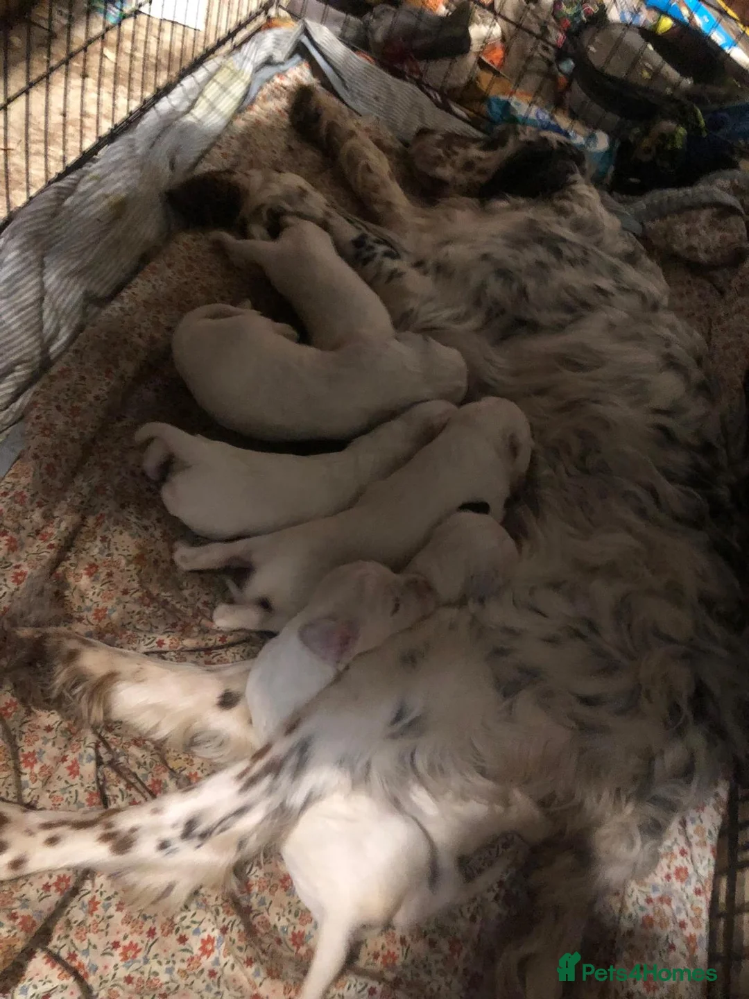 English Setter dogs for sale: English Setter Puppies RKC registered - Advert 10