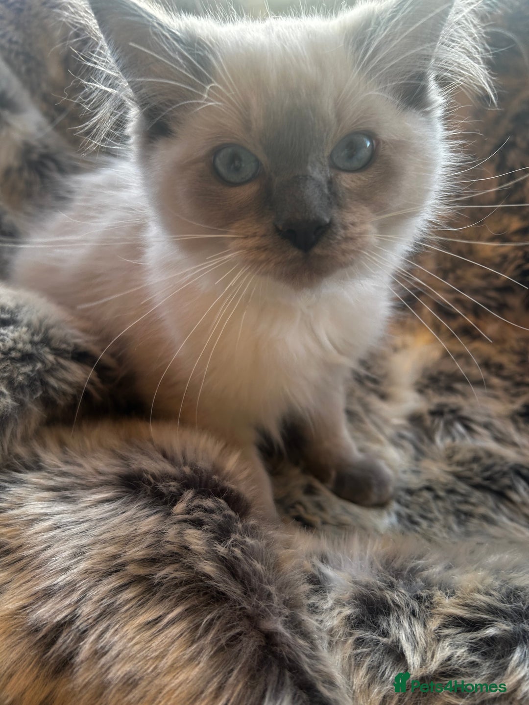 Ragdoll cats for sale: 5 STUNNING RAGDOLL KITTENS AVAILABLE NOW - Advert 7