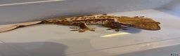 Gecko reptiles for sale: Crested geckos for sale  - Advert 7