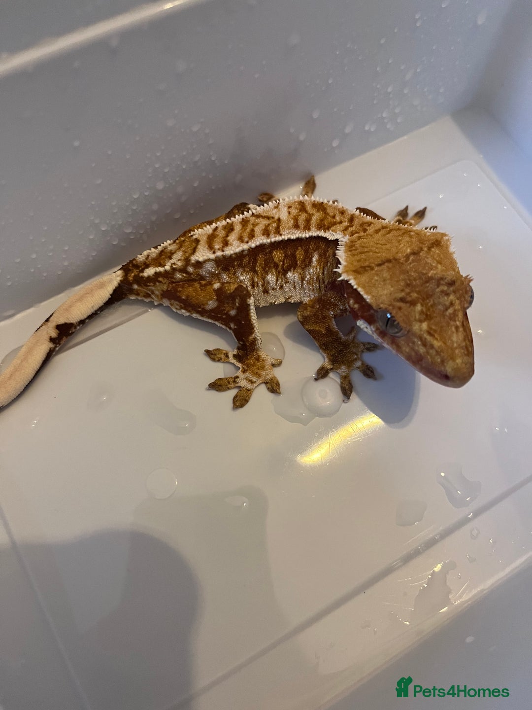 Gecko reptiles for sale: Crested geckos for sale  - Advert 7