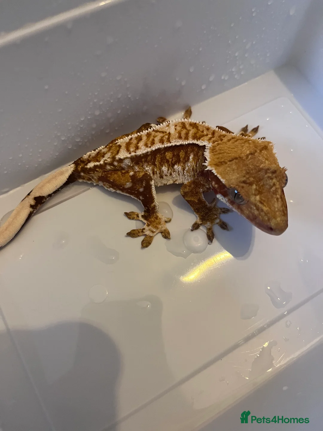 Gecko reptiles for sale: Crested geckos for sale  - Advert 7