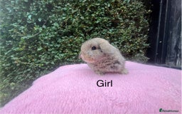 Mini Lop rabbits for sale: Mini lops and mini double maned lionheads  - Image 10