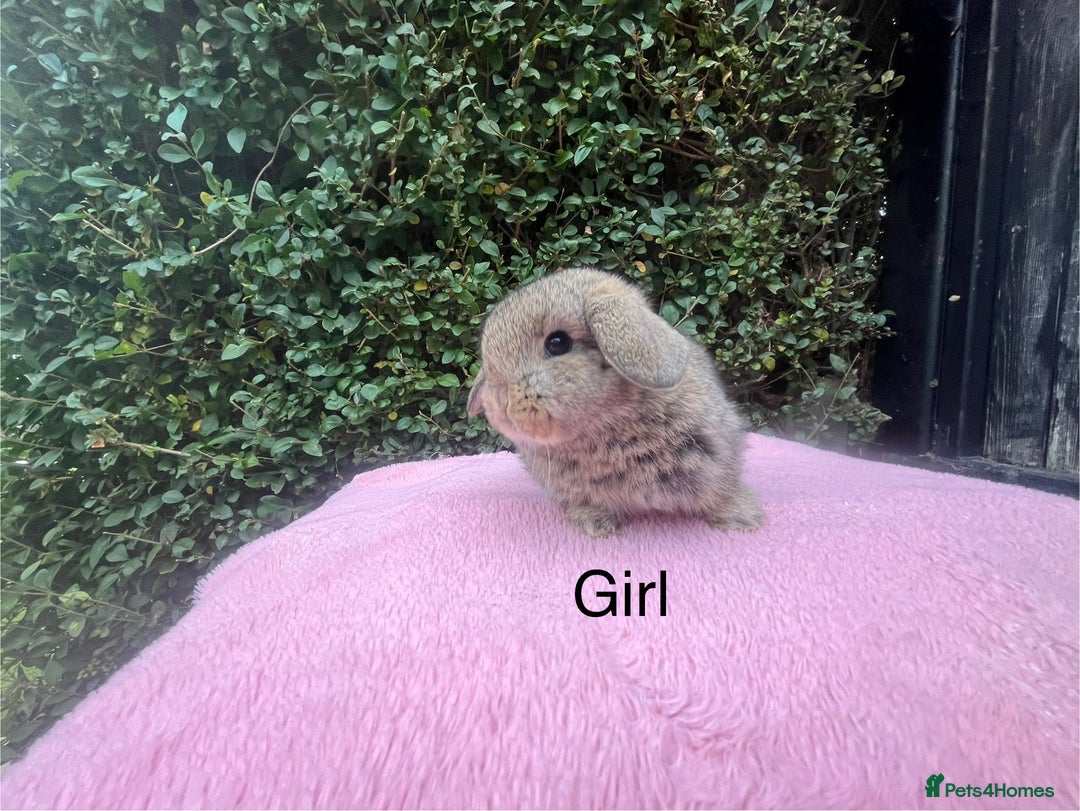 Mini Lop rabbits for sale: Mini lops and mini double maned lionheads  - Image 10