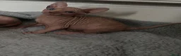 Sphynx cats for stud: Proven Bambino For Stud  - Advert 10
