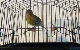 Canaries birds for sale: Fife canaries for sale  - Image 1
