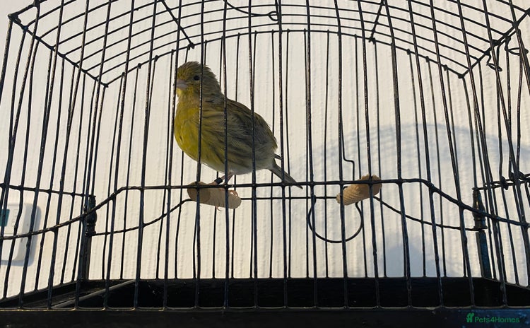 Canaries birds - Advert 2
