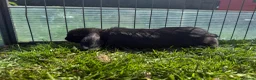 Mini Lop rabbits for sale: Litter of Mini Lop bunnies  - Advert 13