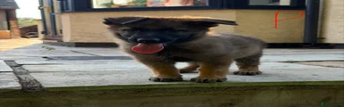 German Shepherd 2 pink collar