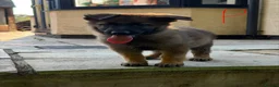 German Shepherd dogs for sale: GSD pups - Advert 14