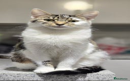 Domestic Shorthair cats for sale: 3 beautiful cats  - Image 3