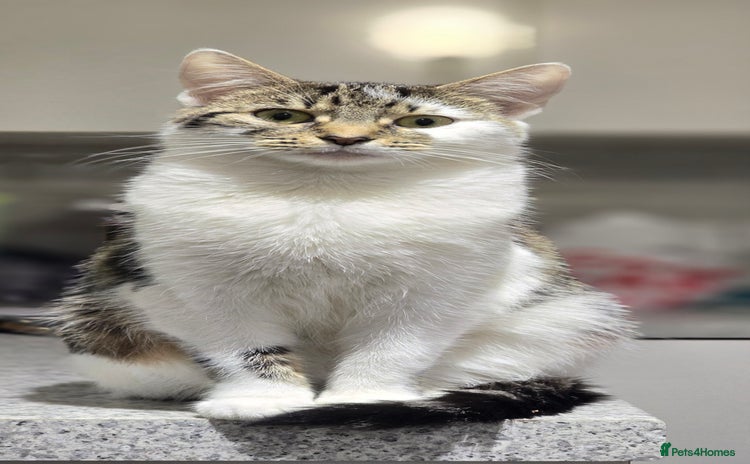 Domestic Shorthair cats - Advert 12