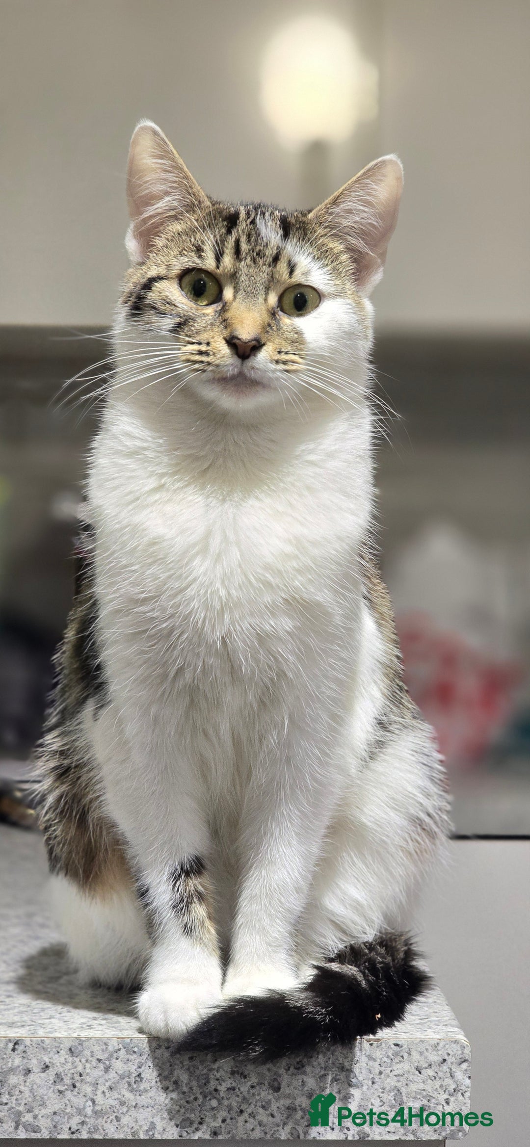 Domestic Shorthair cats for sale: 3 beautiful cats  - Image 3