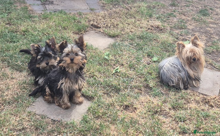 Yorkshire Terrier dogs - Advert 1