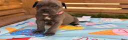 Cane Corso dogs for sale: Stunning cane corso 🐶 - Advert 6