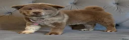 Chow Chow dogs for sale: Stunning exotic colour chowski puppies for sale  - Advert 37