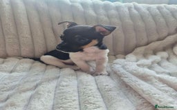 Jack Russell dogs for sale: 1 male jack russell pup - Image 2