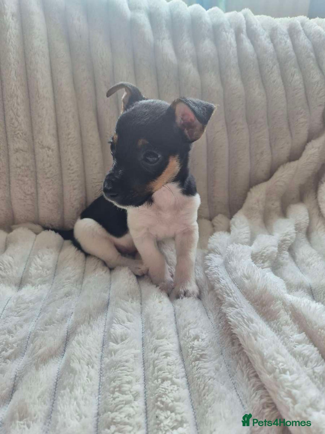Jack Russell dogs for sale: 1 male jack russell pup - Image 2
