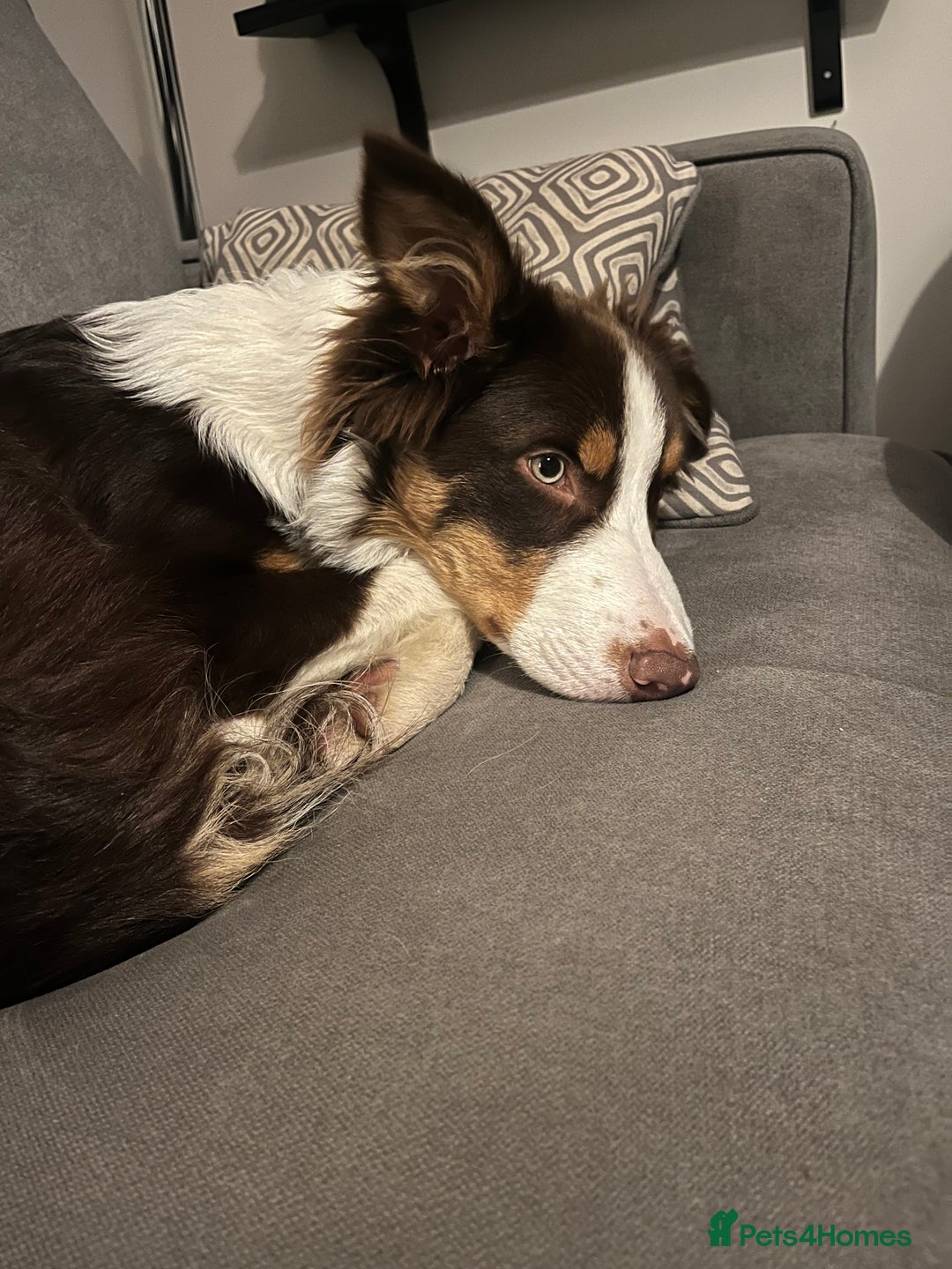 Border Collie dogs for sale: Chocolate, tan and white pedigree border collie - Advert 10