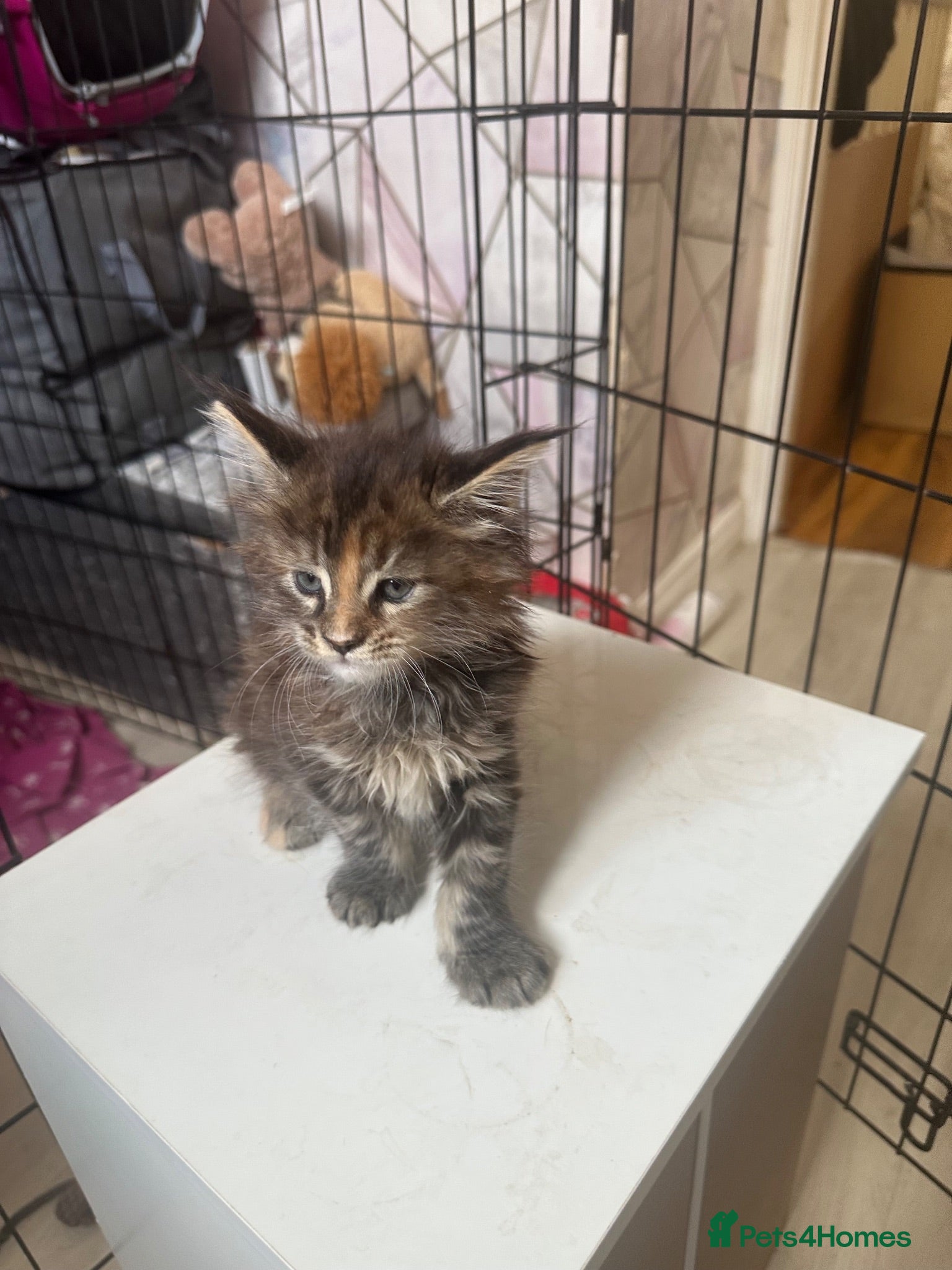 Maine Coon cats LuxuryMaine Coon kittens & can do payment plan - Advert 2