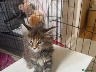 Maine Coon cats LuxuryMaine Coon kittens & can do payment plan - Advert 2