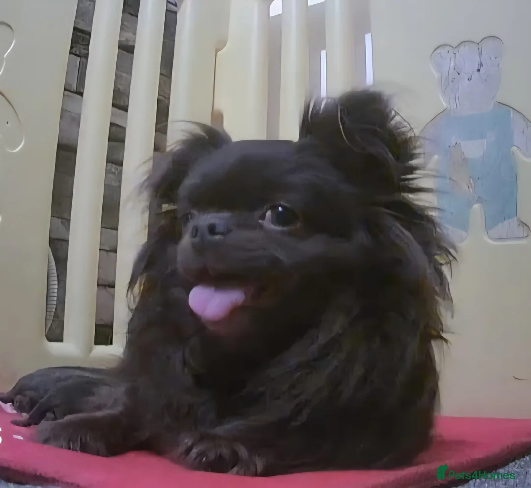 Chihuahua dogs for sale: Beautiful Long Haired Chihuahua Puppies - Advert 24